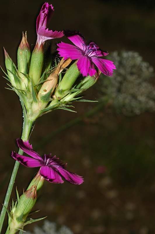 Dianthus balbisii / Garofano di Balbis