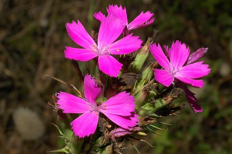 Dianthus balbisii / Garofano di Balbis