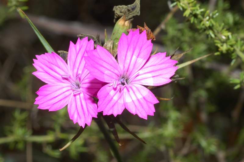 Dianthus balbisii / Garofano di Balbis