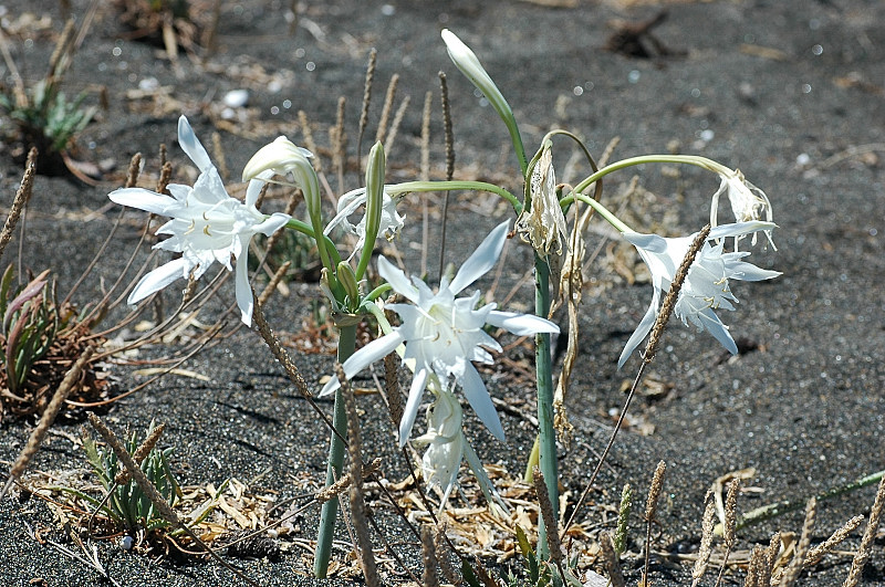 Pancratium maritimum / Giglio di mare, Pancrazio