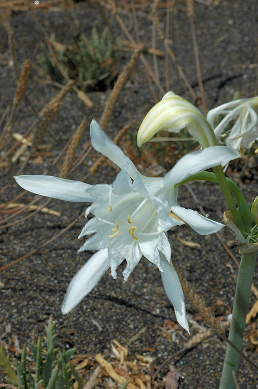 Pancratium maritimum / Giglio di mare, Pancrazio