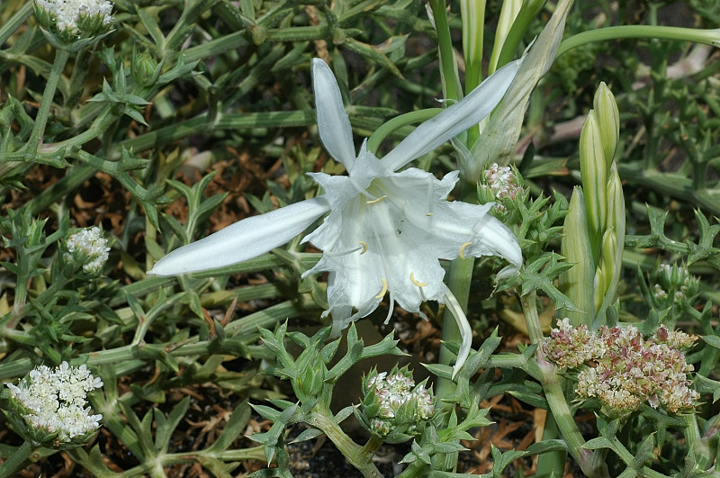 Pancratium maritimum / Giglio di mare, Pancrazio