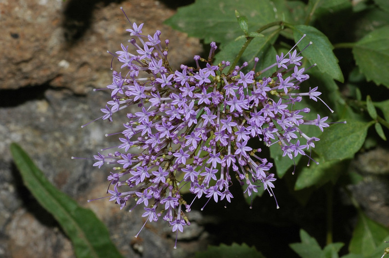 Trachelium caeruleum / Trachelio coltivato