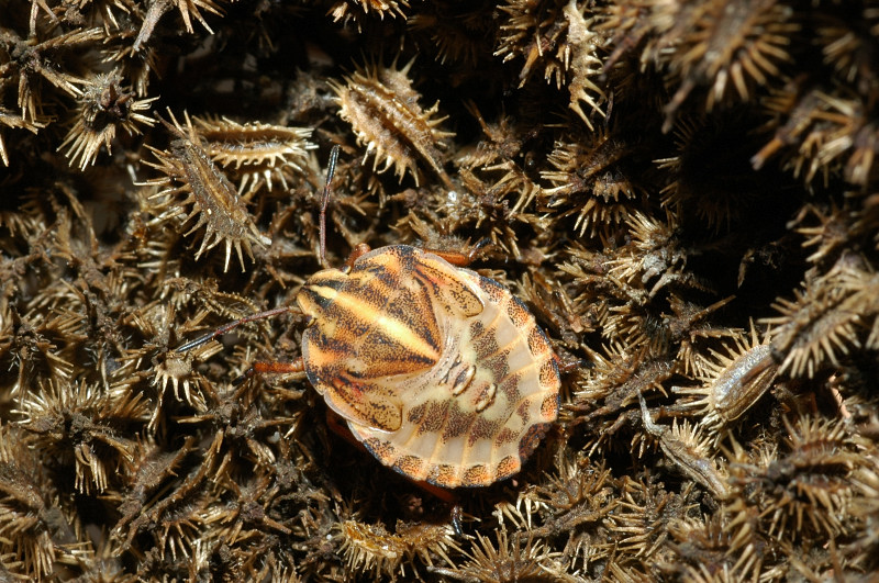 Eterottero baby: ninfa di Graphosoma semipunctatum
