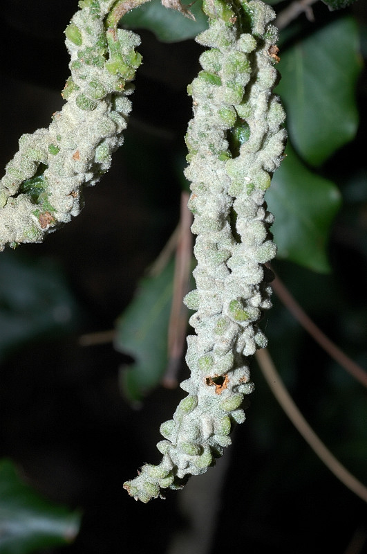 Galla su leccio Dryomyia lichtensteini