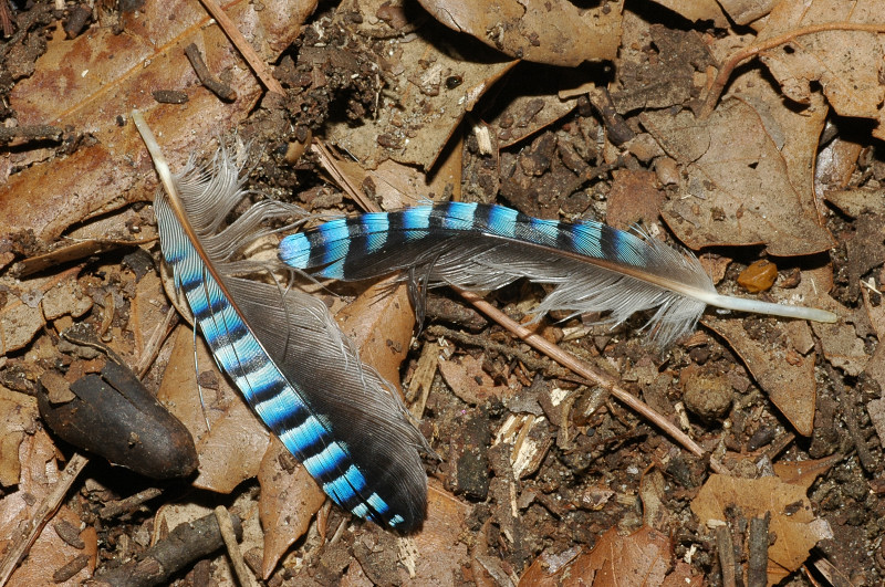 Ghiandaia - Garrulus glandarius