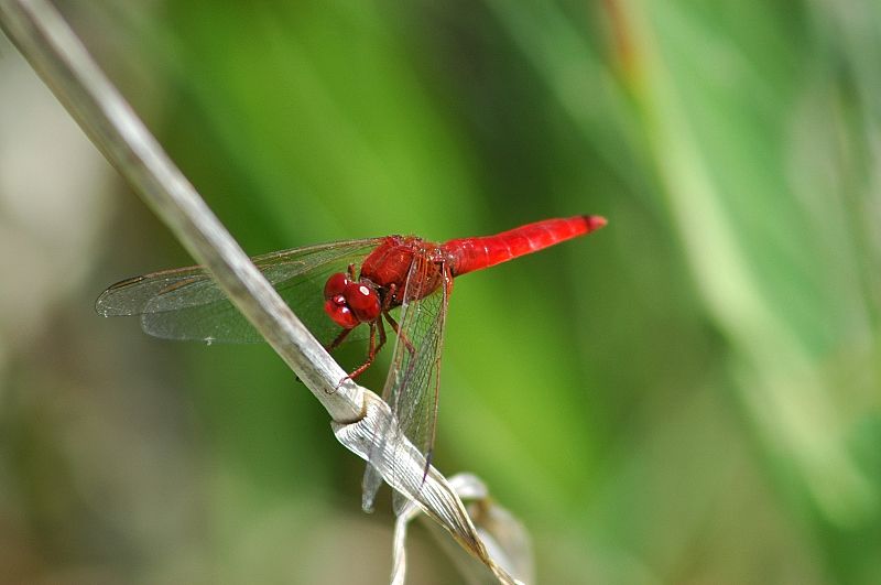 Libellule