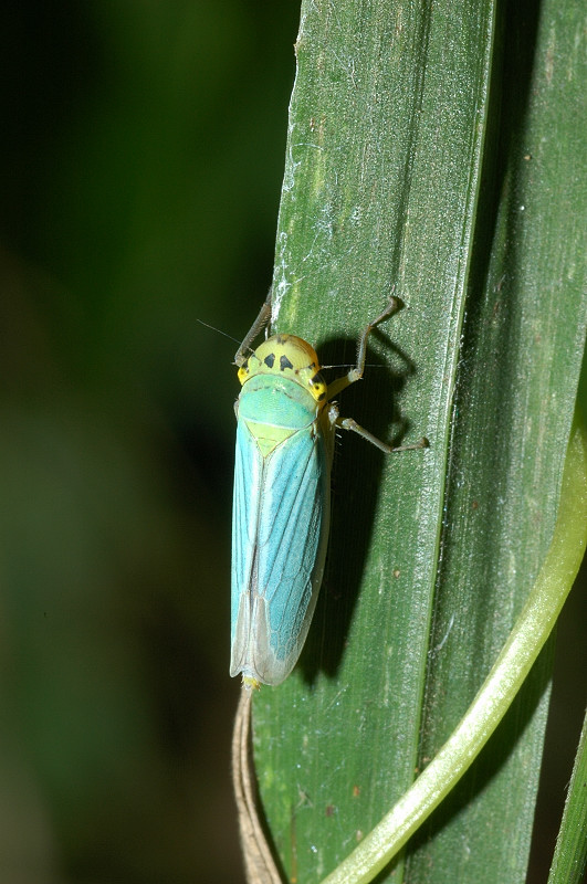 Cicadella viridis