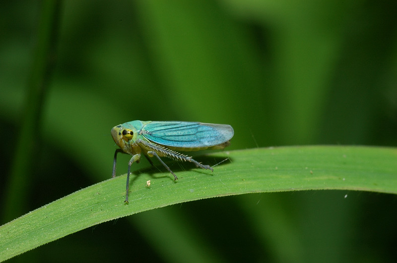 Cicadella viridis