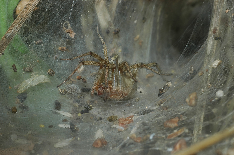 Ragno con ragnatela ad imbuto: Agelena labyrinthica