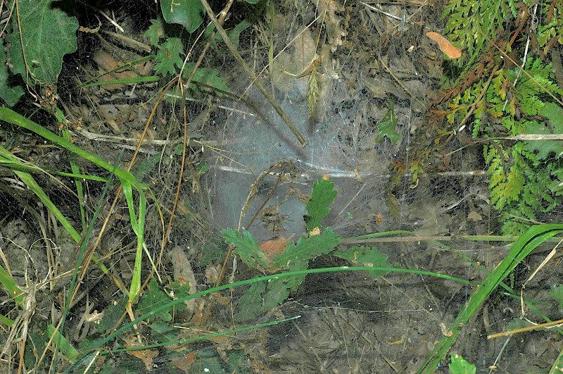 Ragno con ragnatela ad imbuto: Agelena labyrinthica