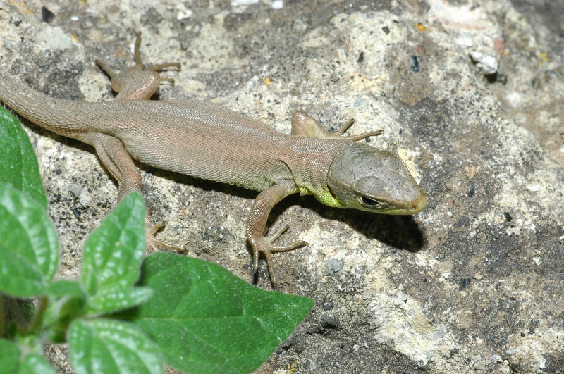 Ramarro - Lacerta bilineata