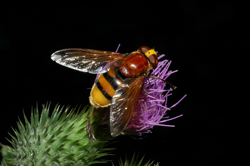 Volucella zonaria