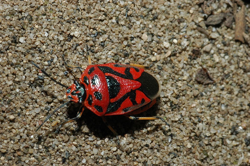 Eurydema ornata (Heteroptera, Pentatomidae)