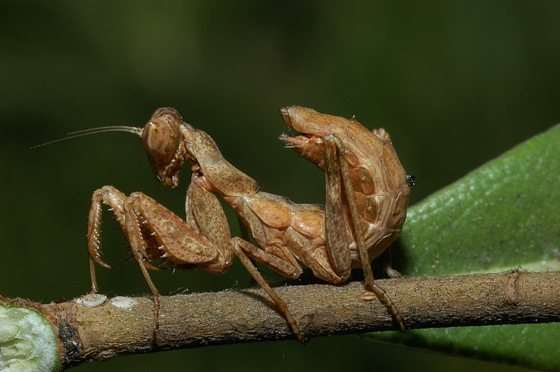 Ameles spallanzania