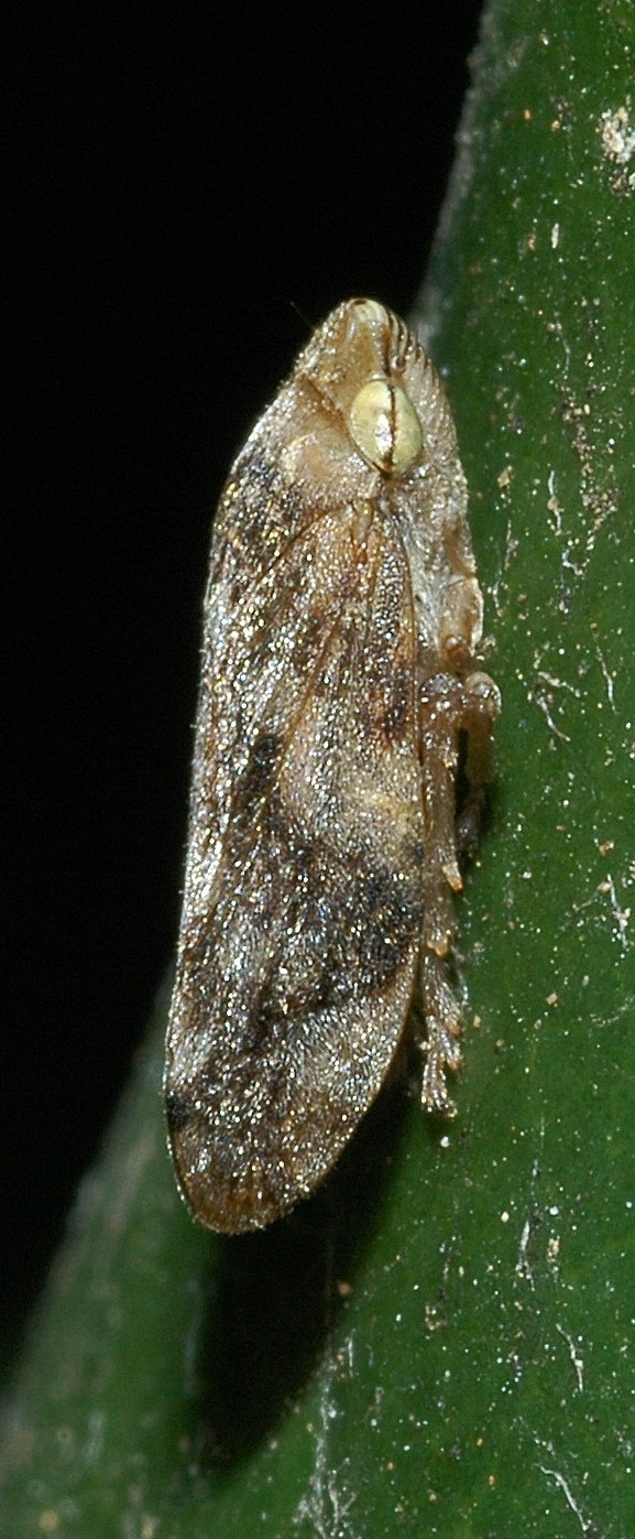 Cicadina Philaenus cf. spumarius