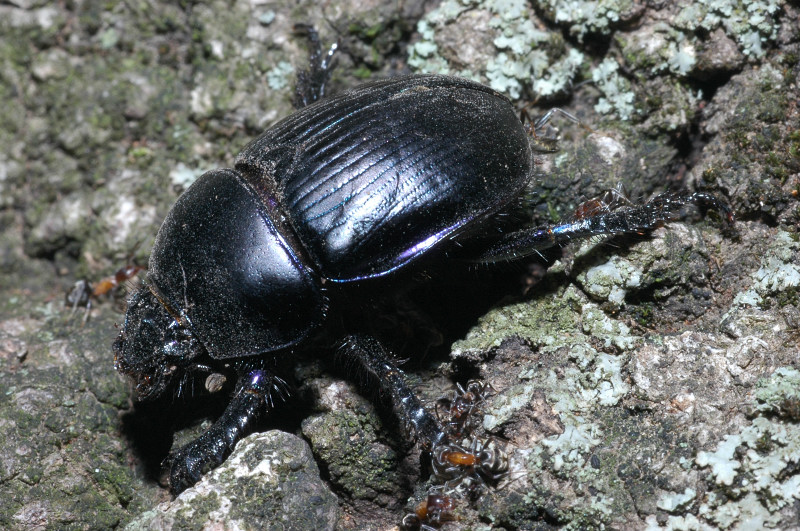 Geotrupes spiniger (Coleoptera, Geotrupidae)