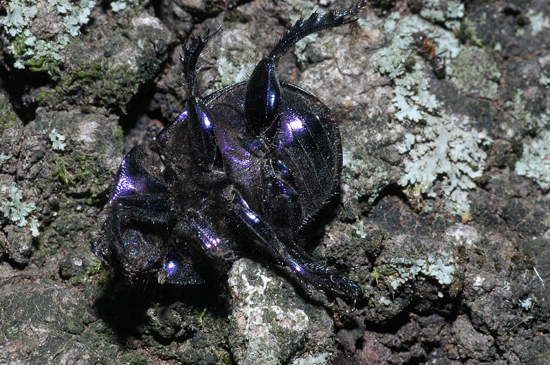 Geotrupes spiniger (Coleoptera, Geotrupidae)