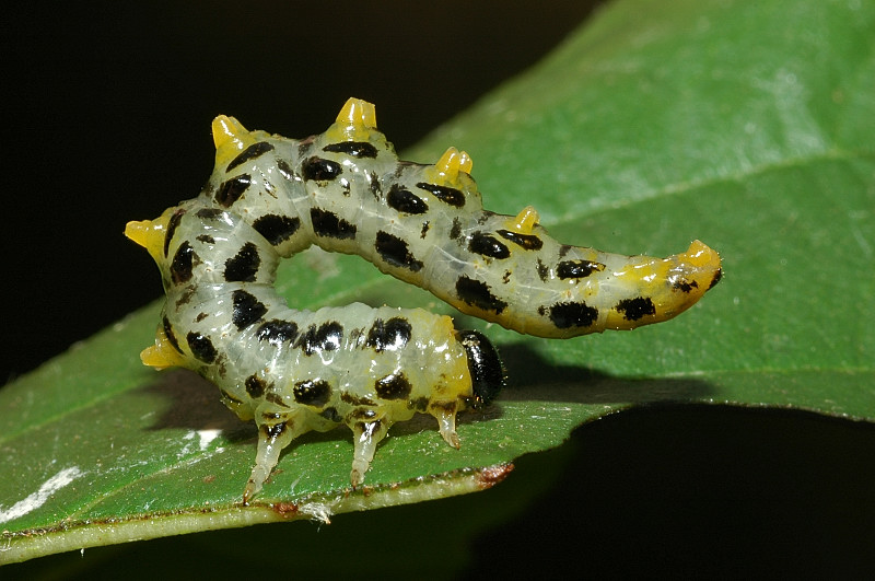 Larva Croesus septentrionalis (Hymenoptera, Tenthredinidae)