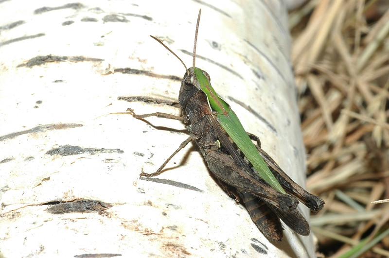 Omocestus cfr. rufipes