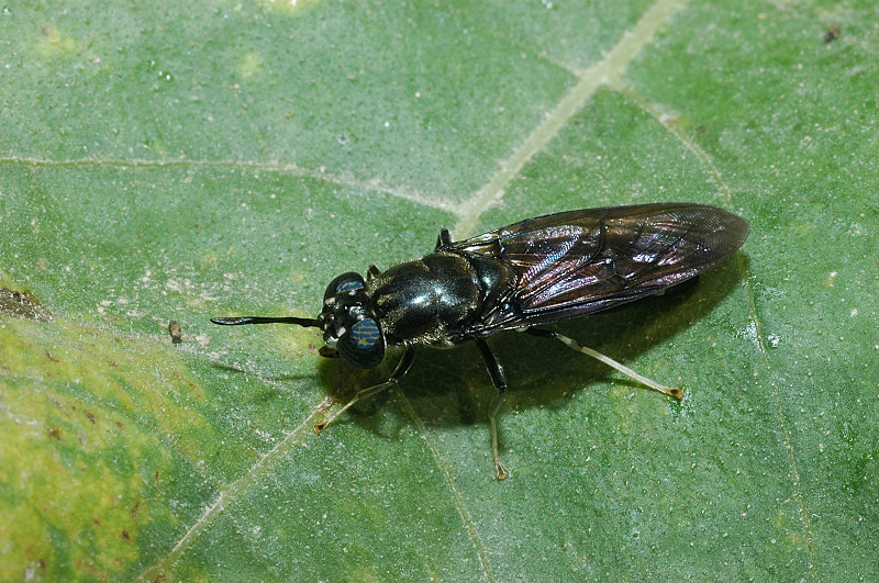 Hermetia illucens