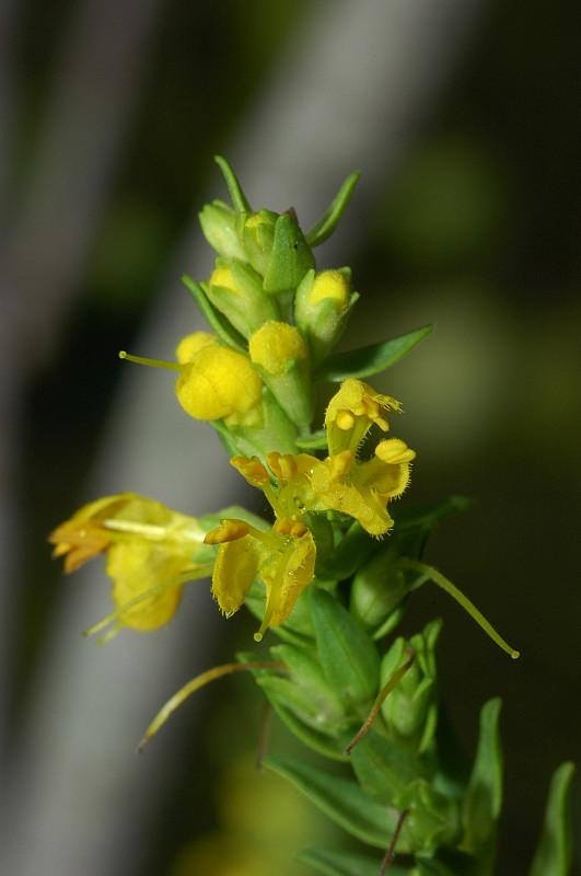 Odontites luteus / Perlina gialla