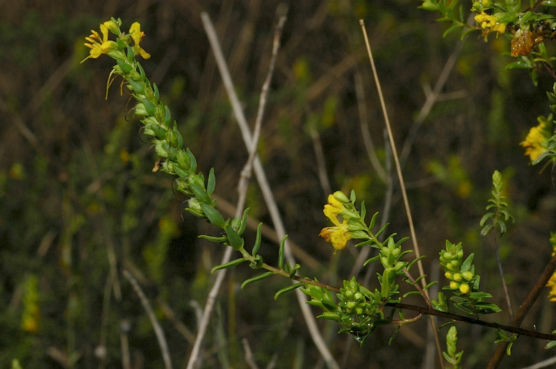 Odontites luteus / Perlina gialla