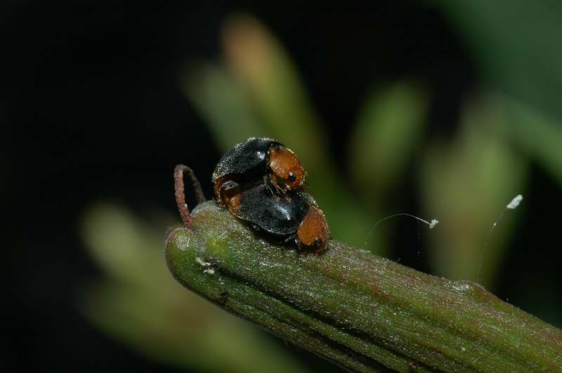 Cryptolaemus montrouzieri, Coccinellidae