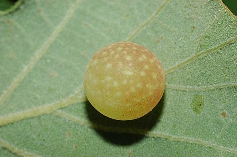 Galla: Cynips quercusfolii