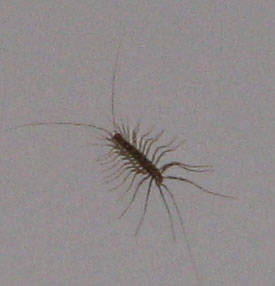 Scutigera coleoptrata