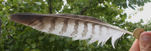 Penne, Fagiano Poiana