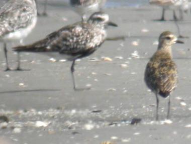 Piviere orientale / Pluvialis fulva