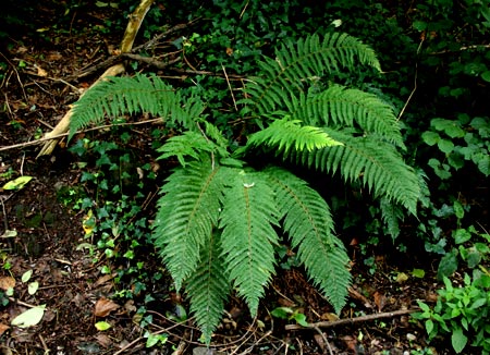 Polystichum setiferum / Colli Euganei (Pd)
