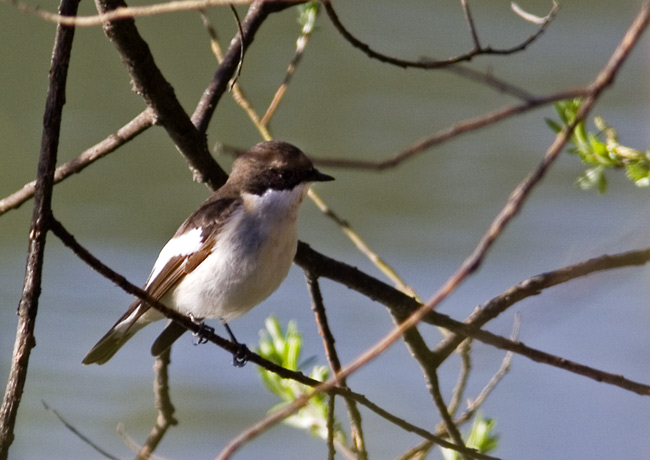 maschio di Balia nera - Ficedula hypoleuca