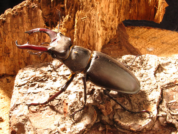 Buona sera mi presento, mi chiamo cervus... lucanus cervus!!