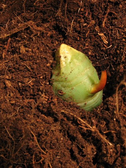 Bruco di sfinge del convolvolo Agrius convolvuli