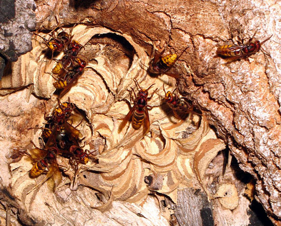 Come foto non  perfetta...Vespa crabro