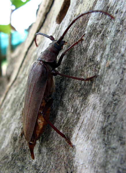 Buonasera, sono una cerambix! - Aegosoma scabricorne