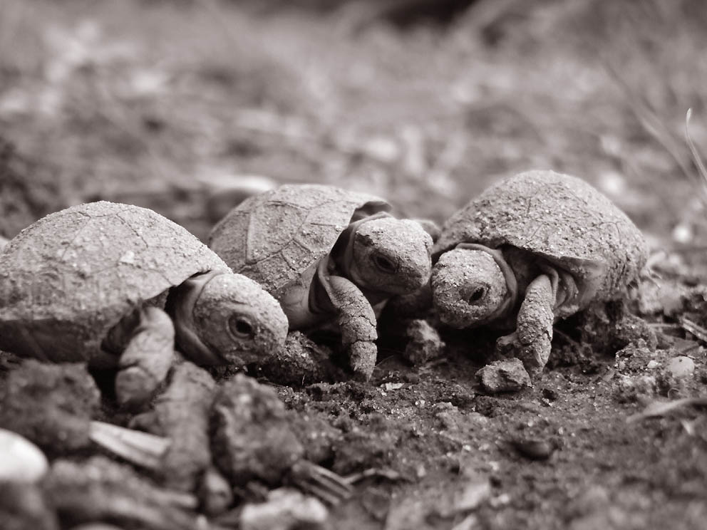 gradite una tartina? (Testudo hermanni)