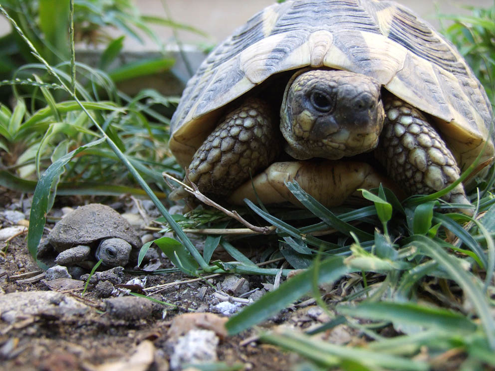 gradite una tartina? (Testudo hermanni)