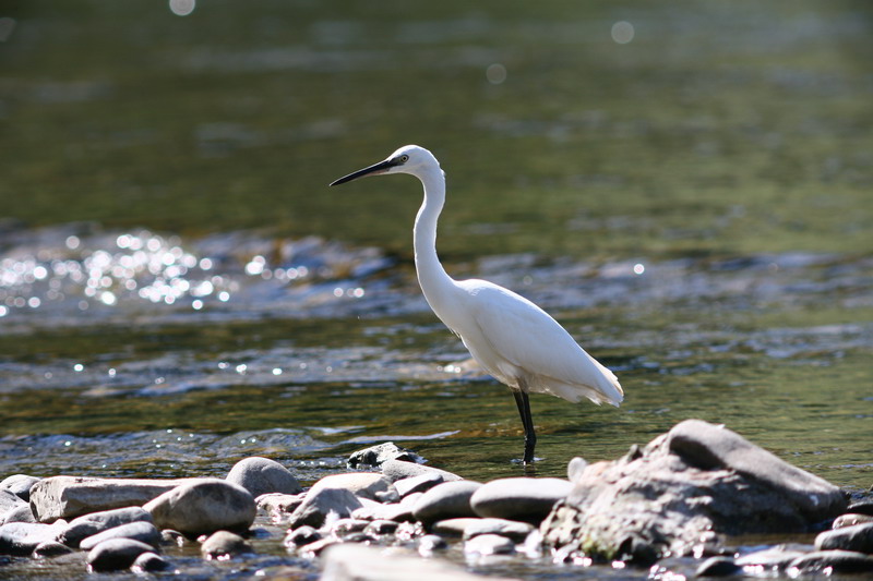 Garzetta Egretta garzetta