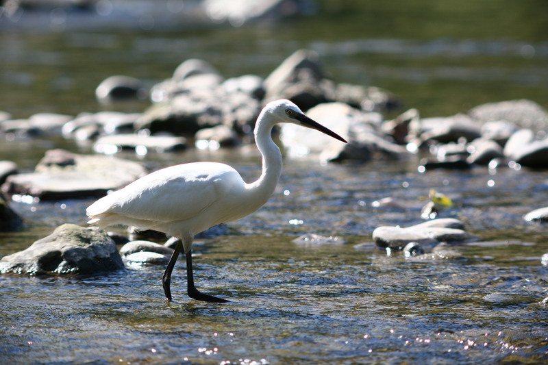 Garzetta Egretta garzetta
