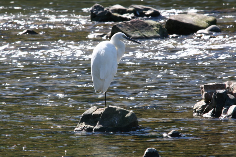 Garzetta Egretta garzetta