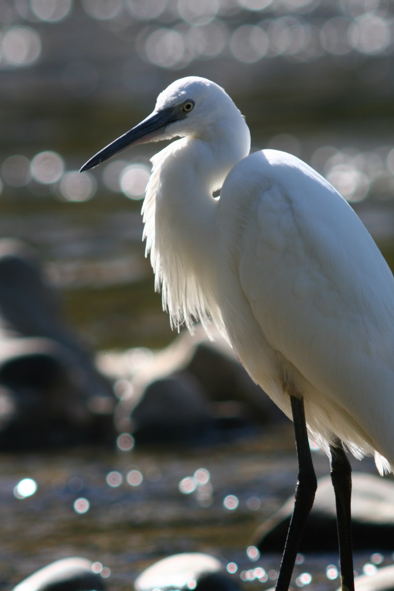 Garzetta Egretta garzetta