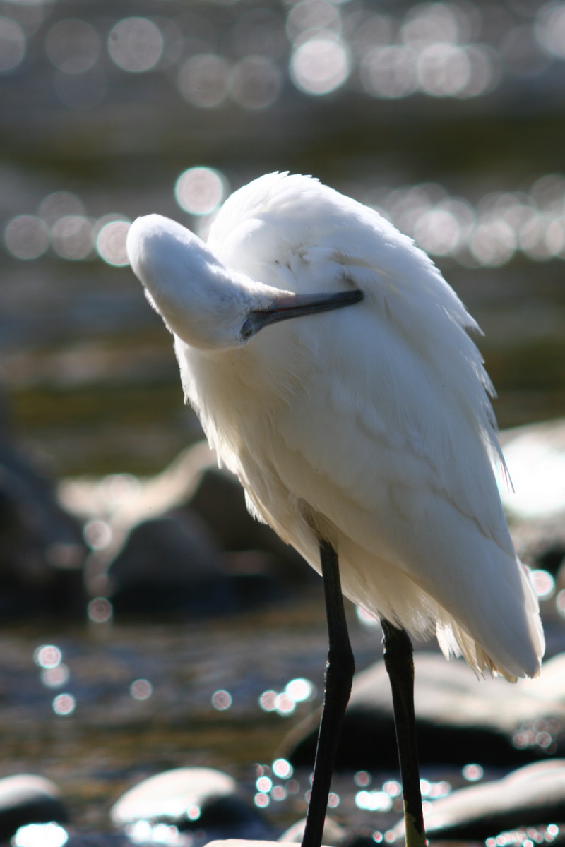 Garzetta Egretta garzetta