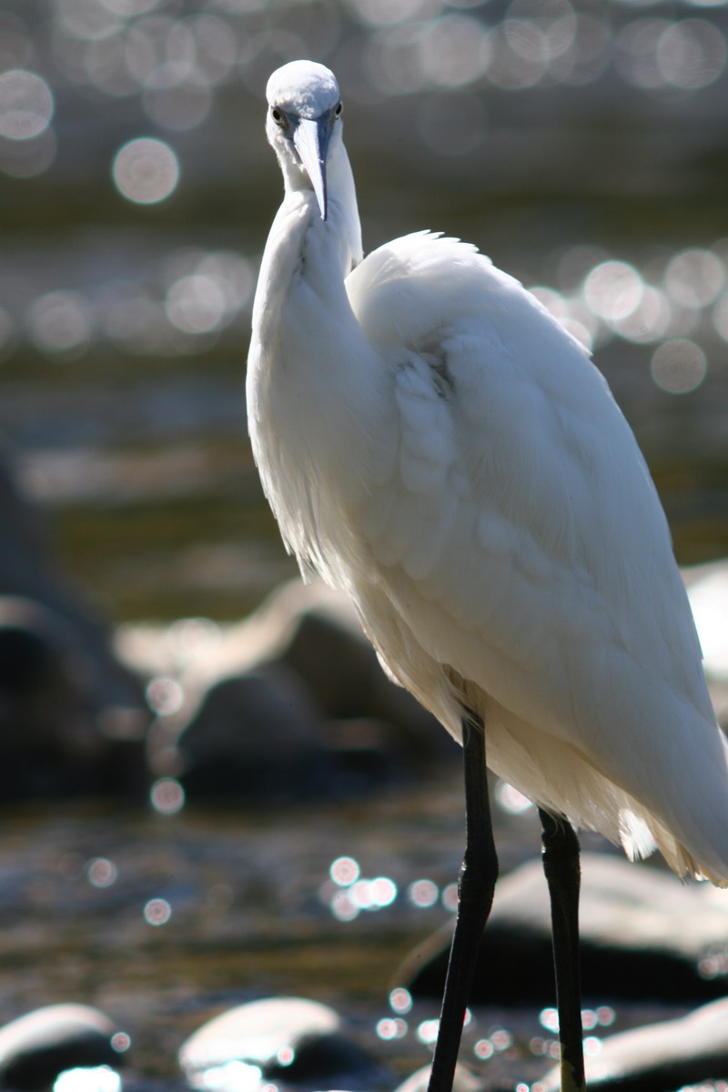 Garzetta Egretta garzetta