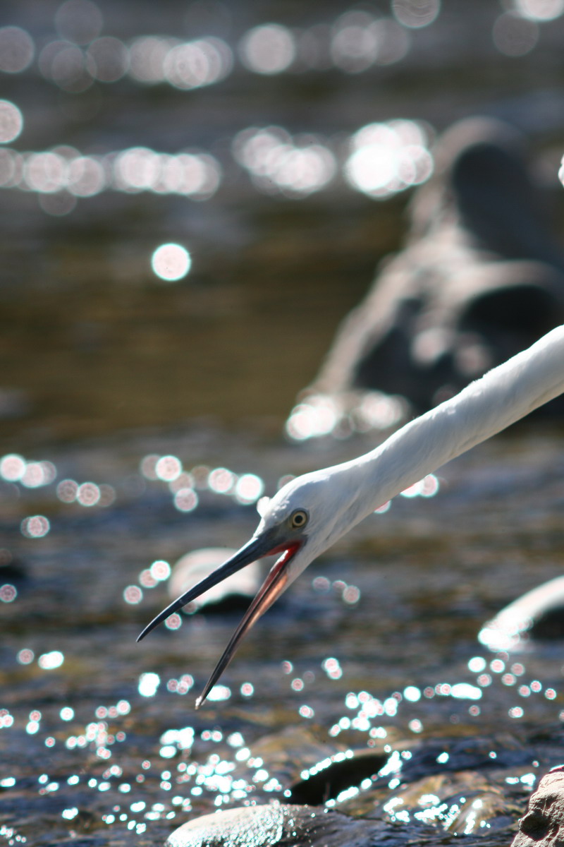 Garzetta Egretta garzetta