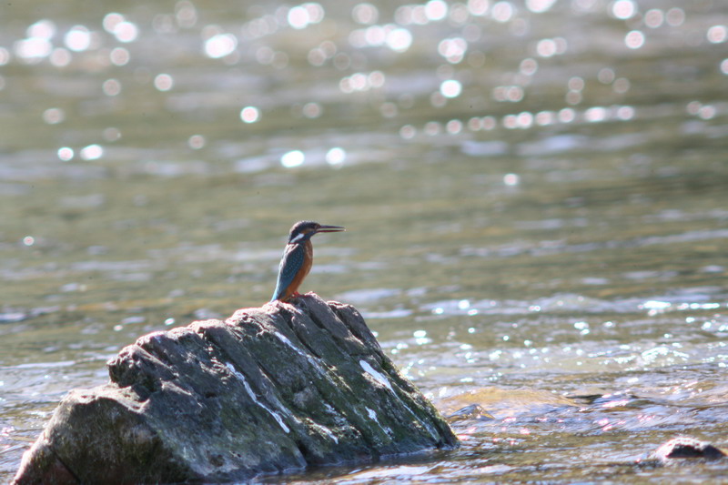 Sequenza Martin pescatore Alcedo atthis