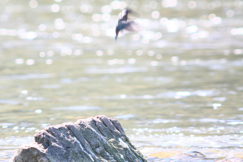 Sequenza Martin pescatore Alcedo atthis