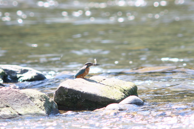 Sequenza Martin pescatore Alcedo atthis